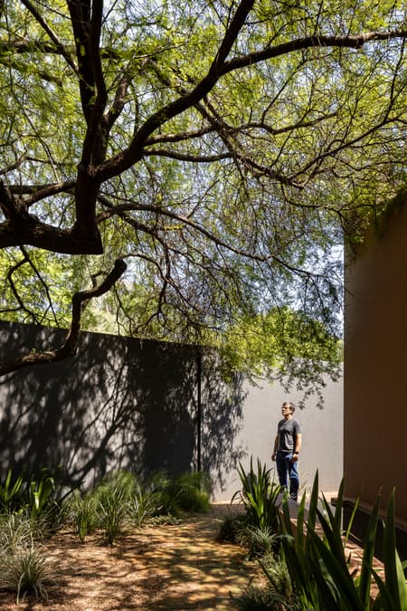 House around the Tree